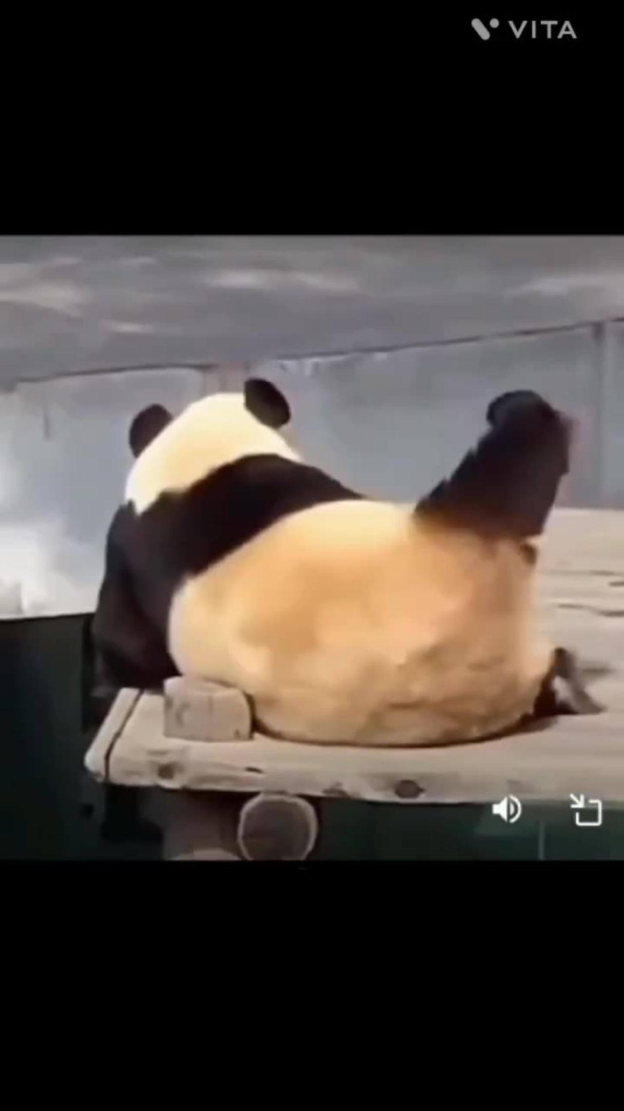 Cute and funny movement of  pandas