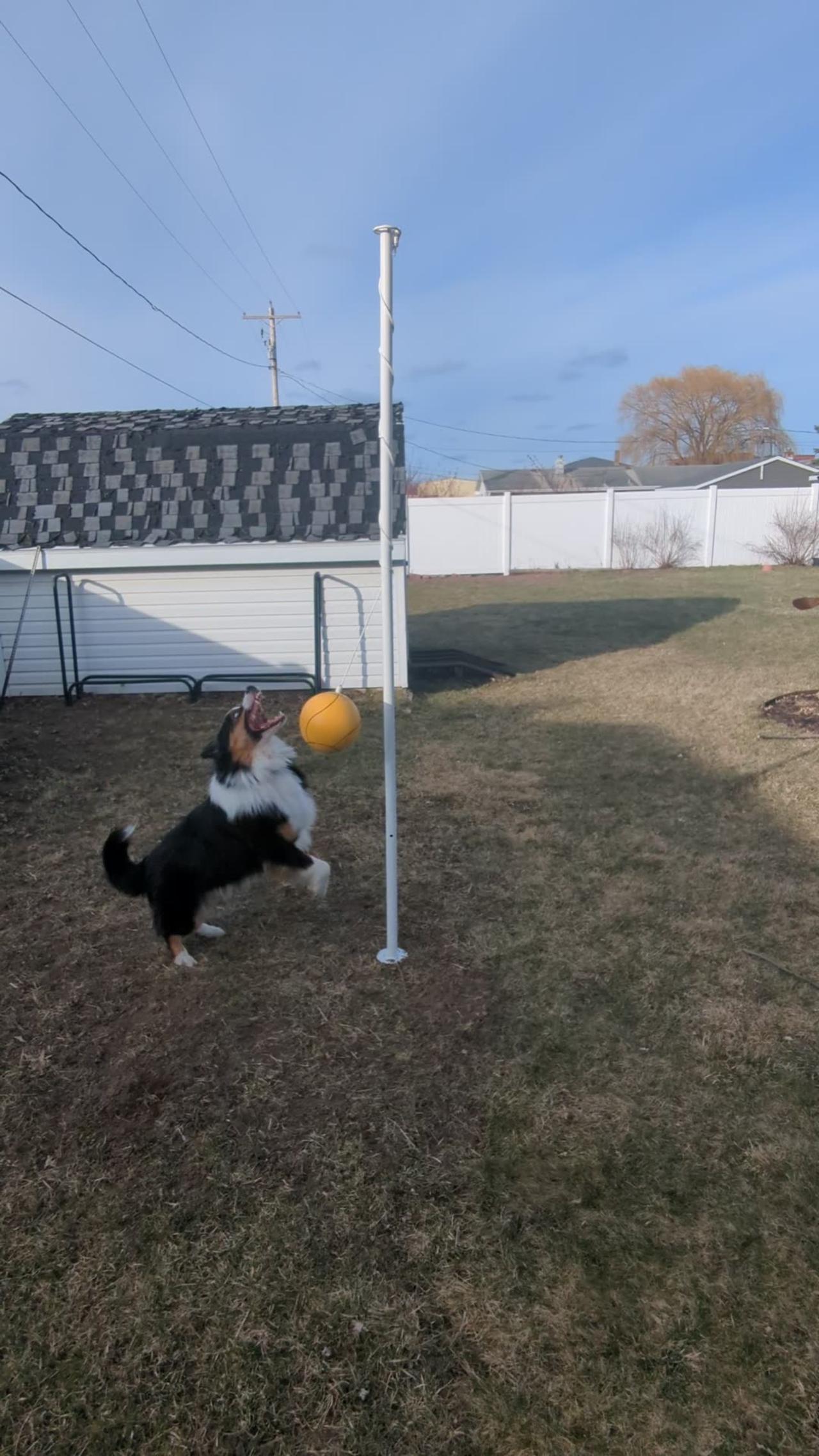 Dog Plays Tetherball
