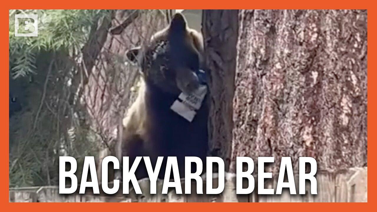 Wild Bear Wanders Into Backyard of California Residence