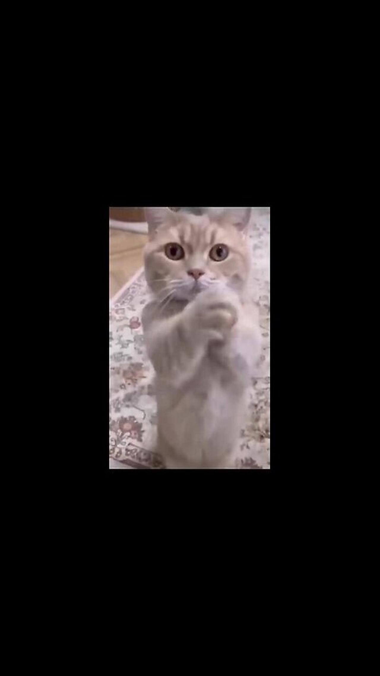 Funniest Videos 2022 😂 Funny Cats 🐱 Part No 6