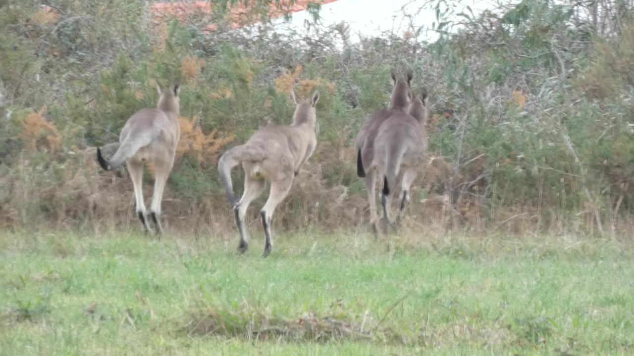 Kangaroos Melbourne Australia