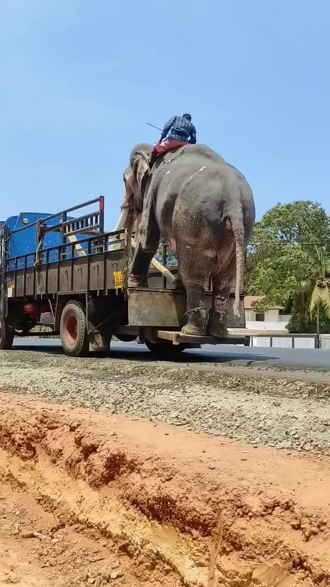 Elephant on the truck 🚛 #shorts