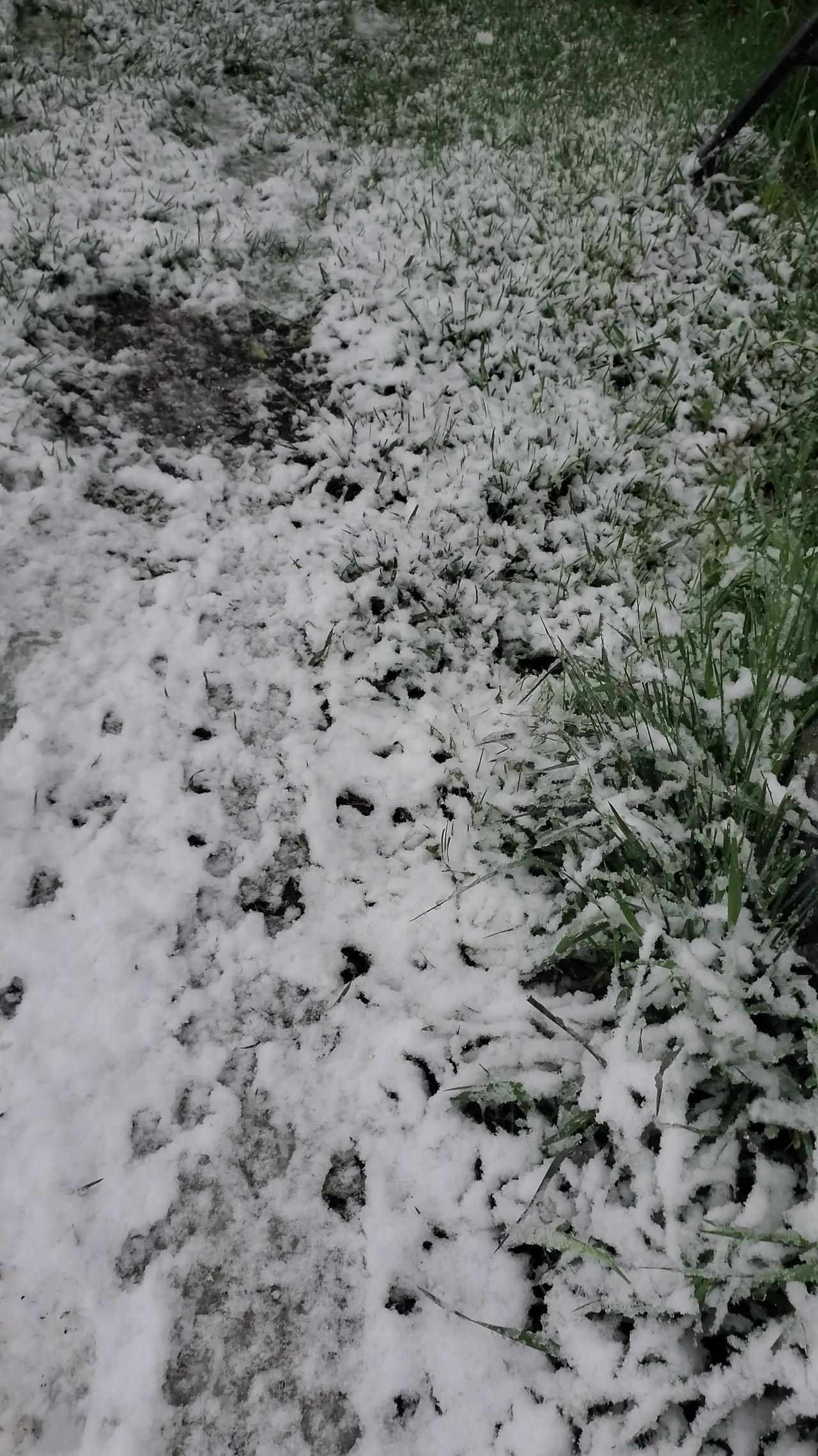 Strange Tracks in the Snow, Let's Follow Them!