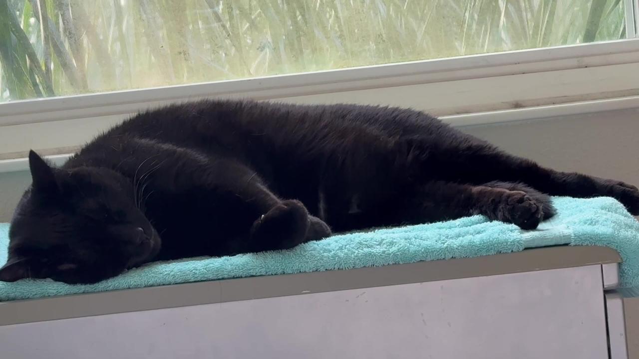 Adopting a Cat from a Shelter Vlog - Cute Precious Piper Gets Super Relaxed in Her Spa