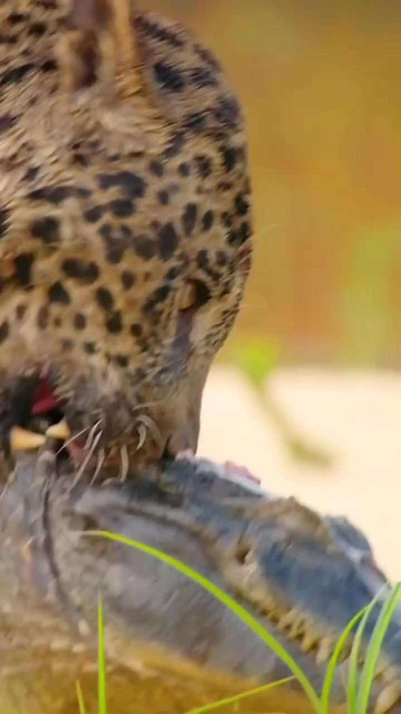 Cheetah hunting eagerly.. #cheetah #animals