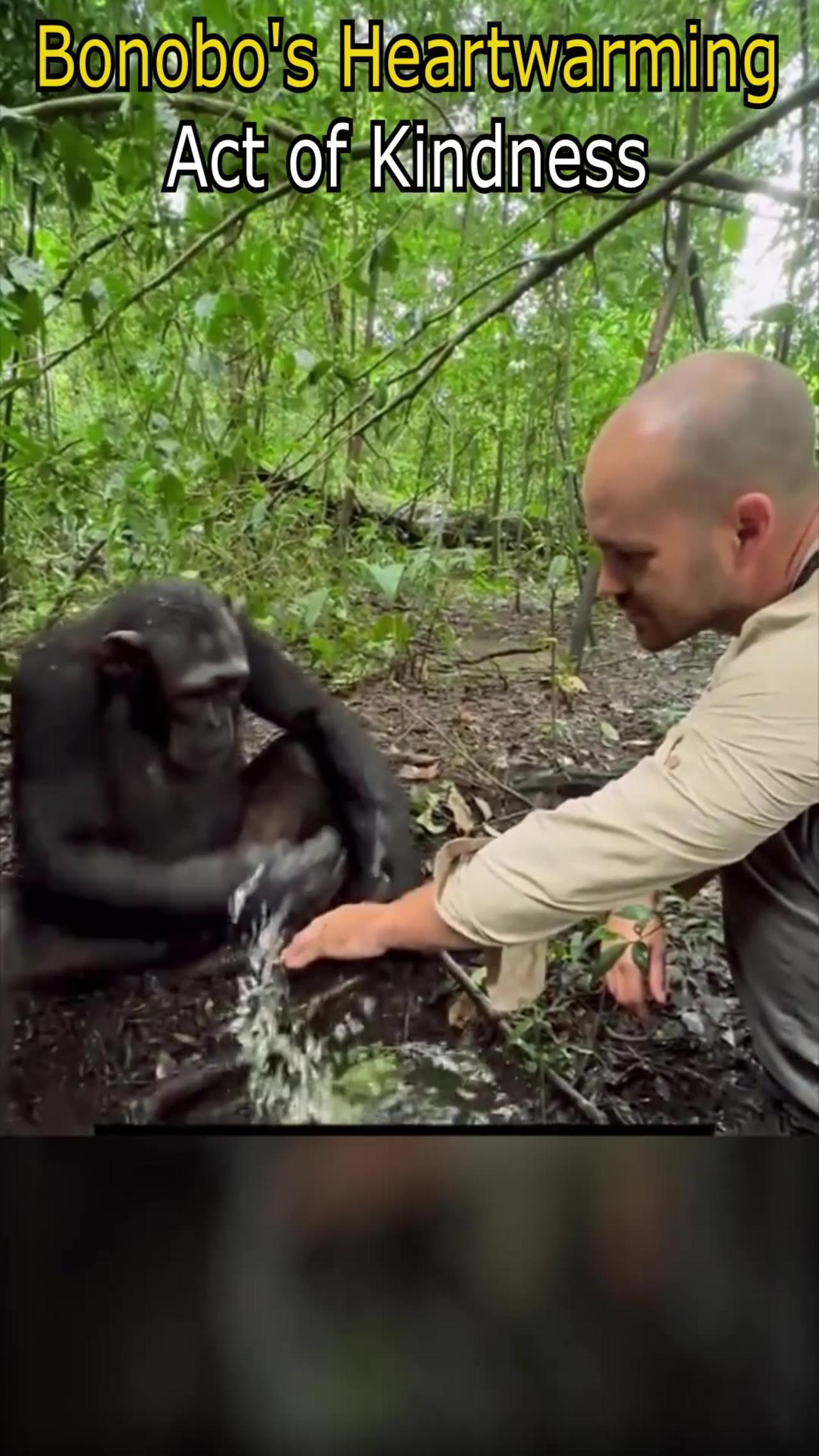 Bonobo's Heartwarming Act of Kindness.