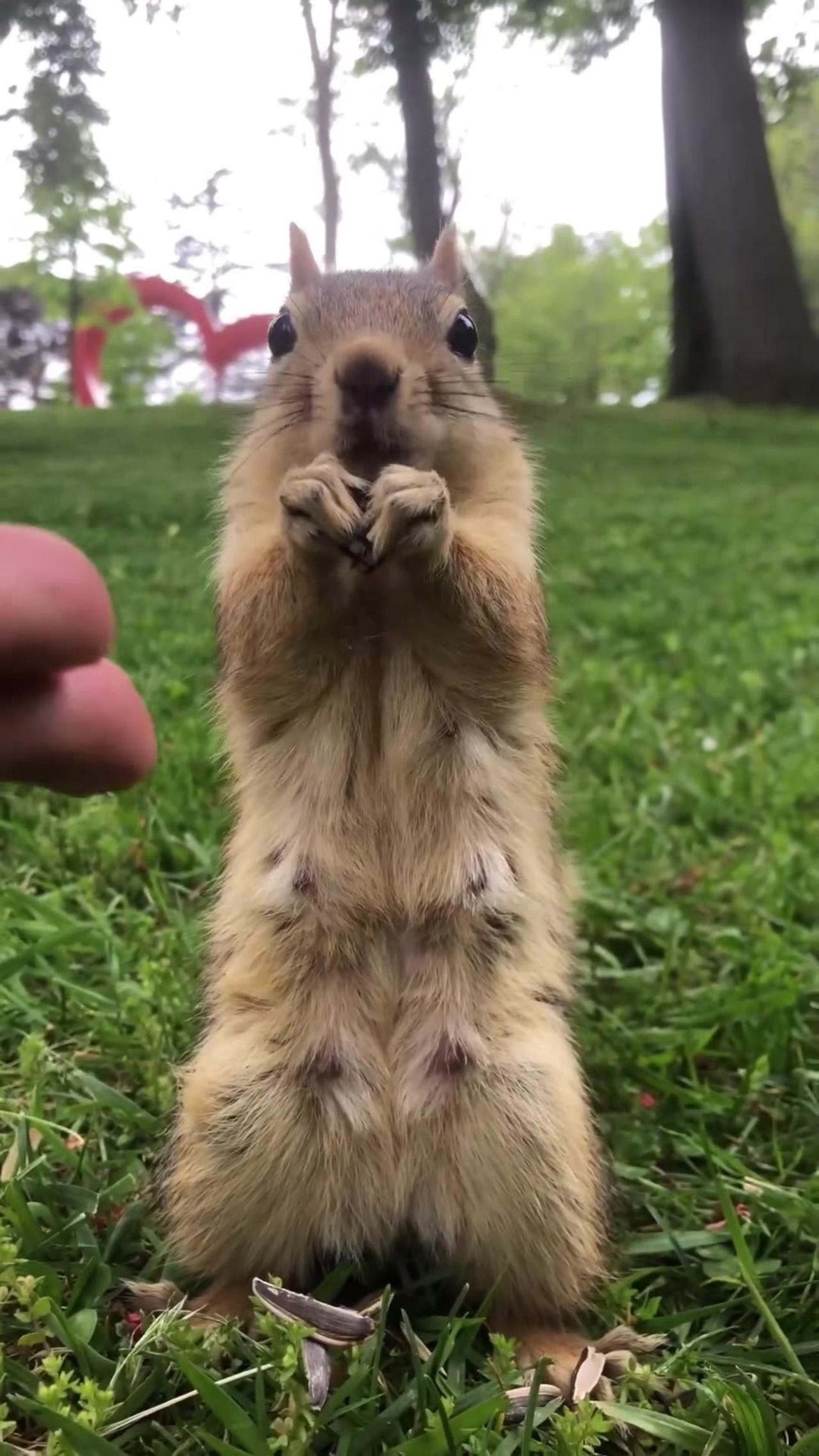 fatty squirrel