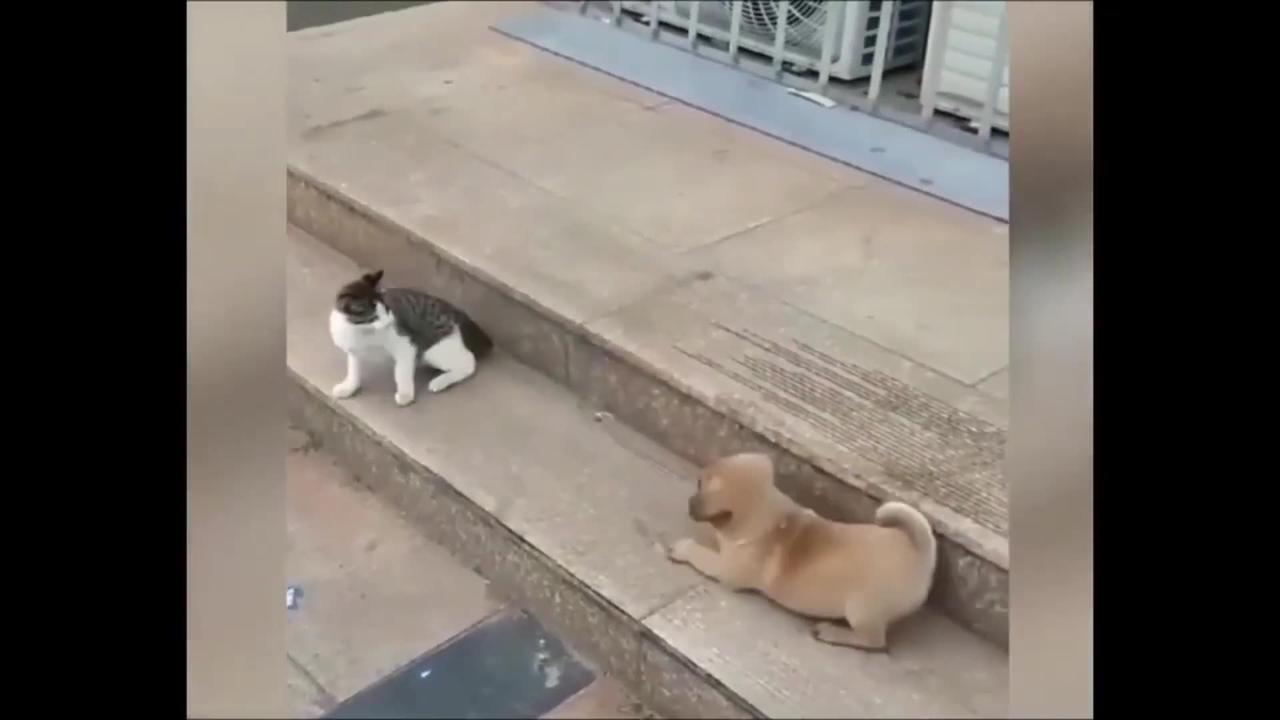 Cat VS Dog funny