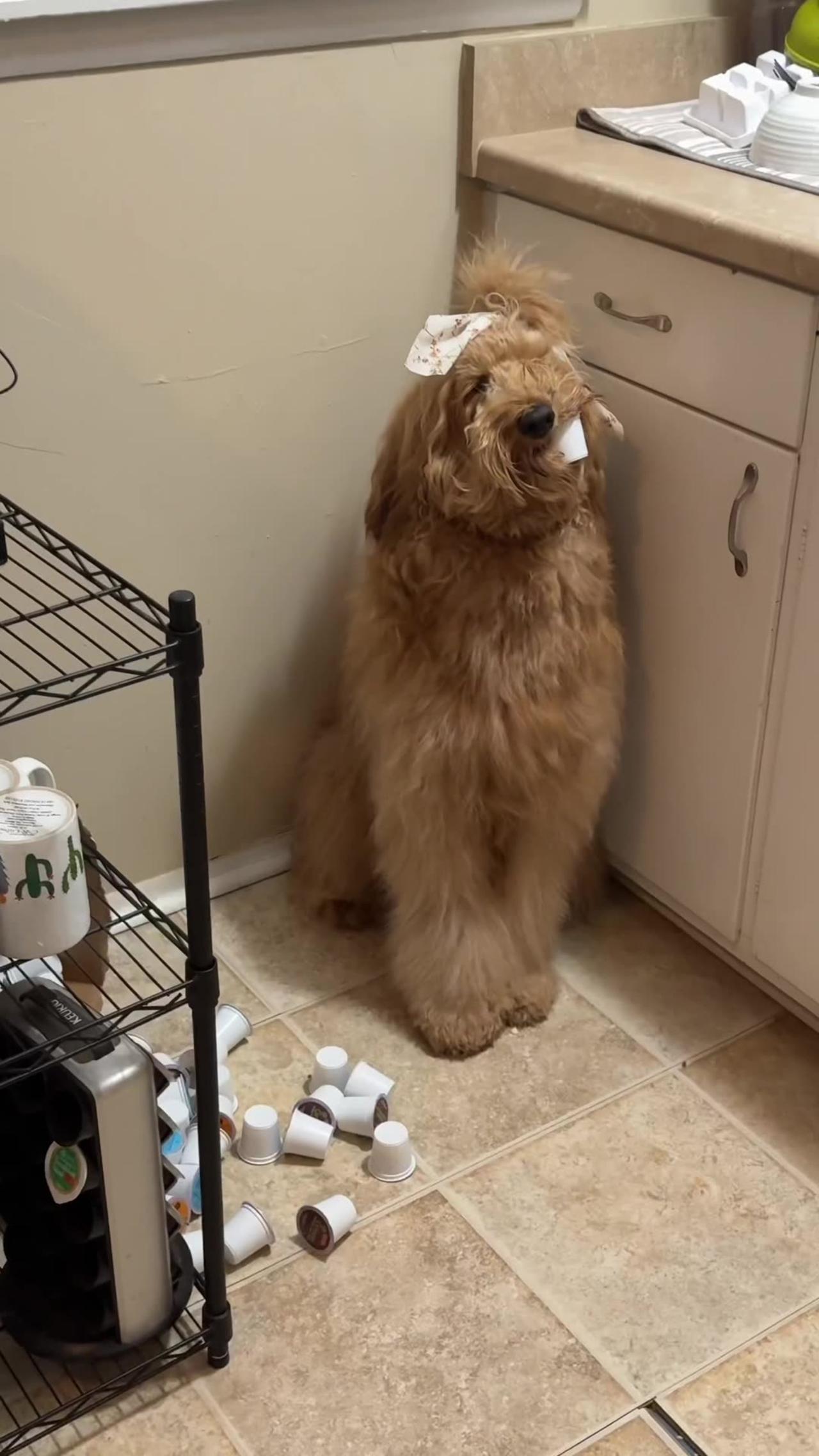 Goldendoodle Gets Into the Coffee Pods