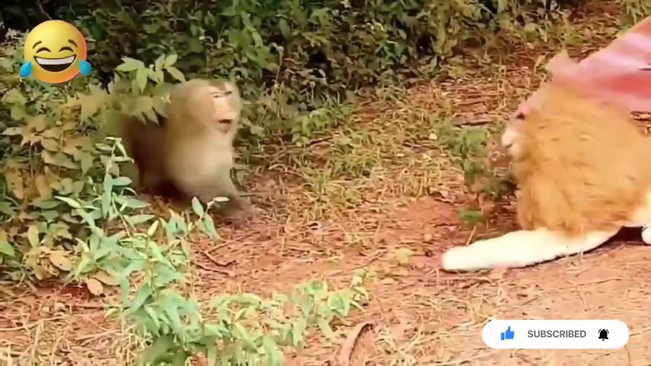 Big Fake Lion vs Prank Dogs   Must Watch Supper Funny Video Will Make You Lough
