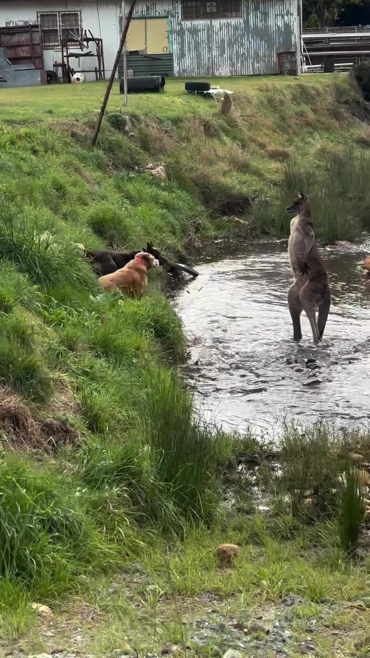 Dogs Encounter Kangaroo While on a Walk