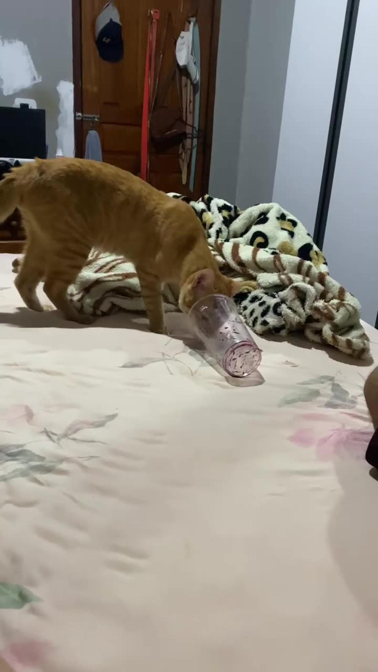 Cat Gets Head Stuck in Cup
