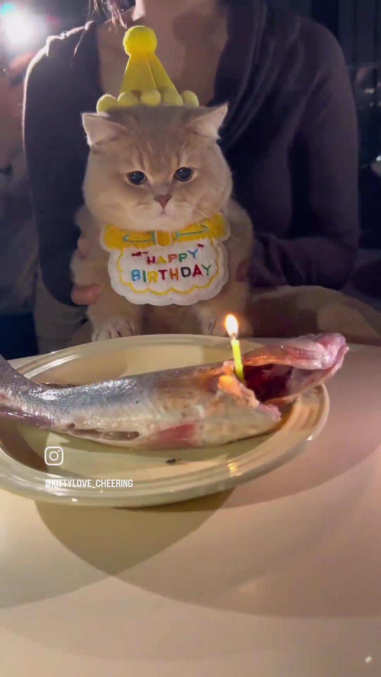 🥳 Cute cat Birthday surprised 😯