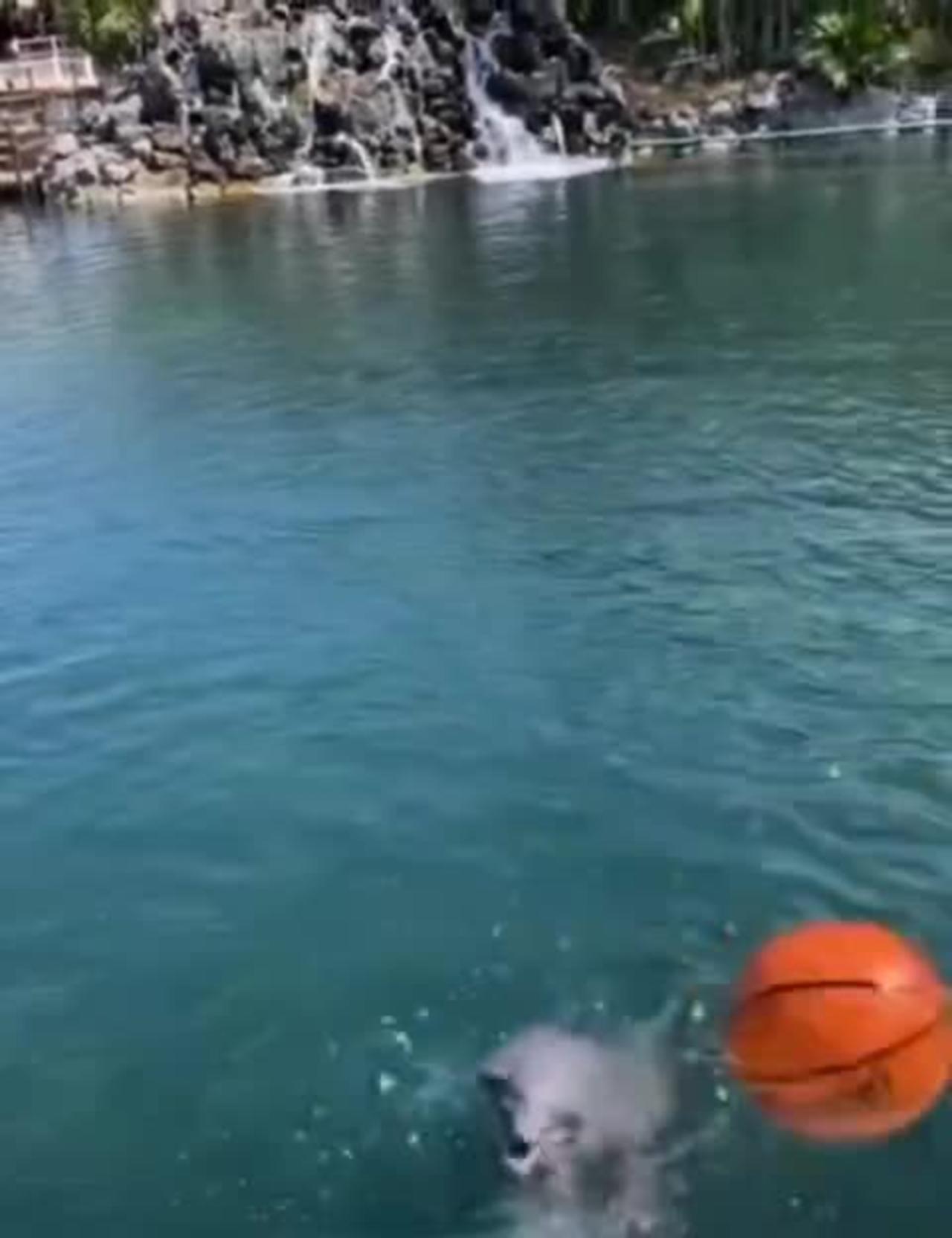 Wild dolphins play basketball