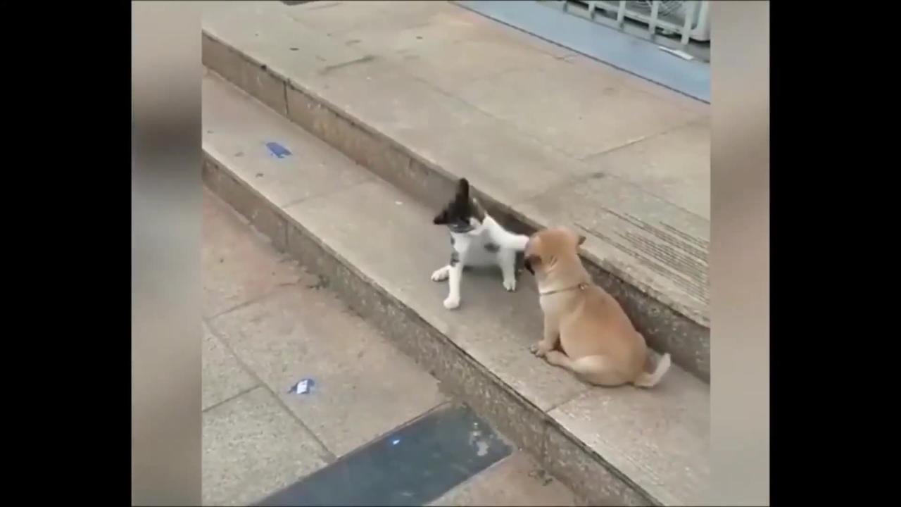 Cat VS Dog Funny Animal Videos