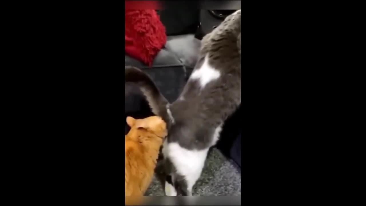 Funny videos of cats and dogs one news page video