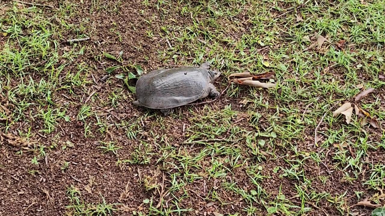 Turtle in my backyard