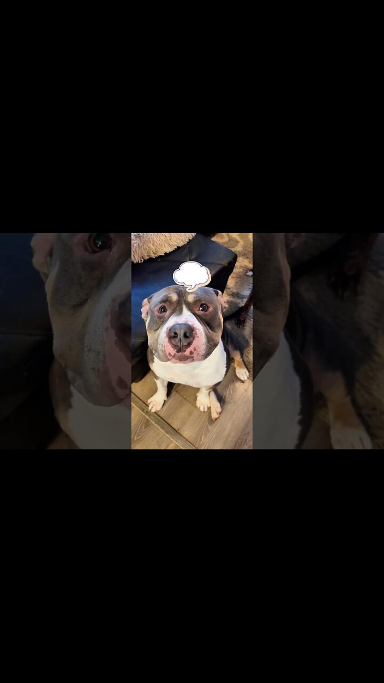My DOG Hates being on Video