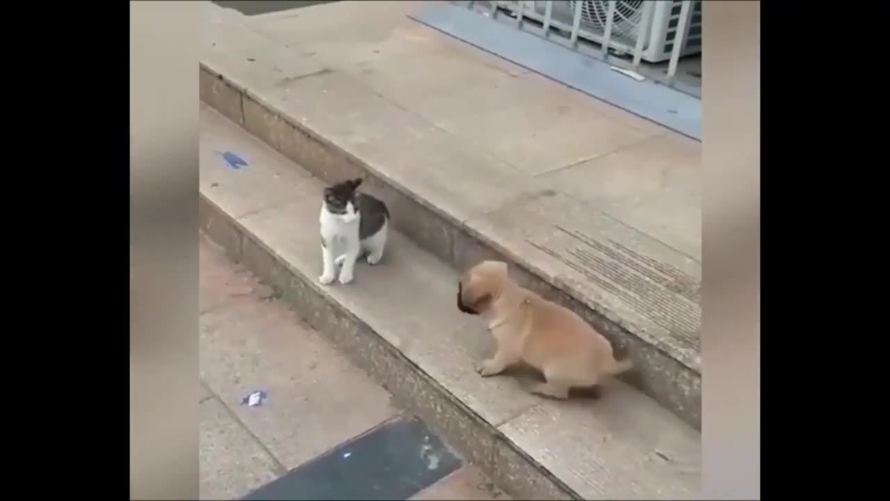 Cat VS Dog Funny Animal