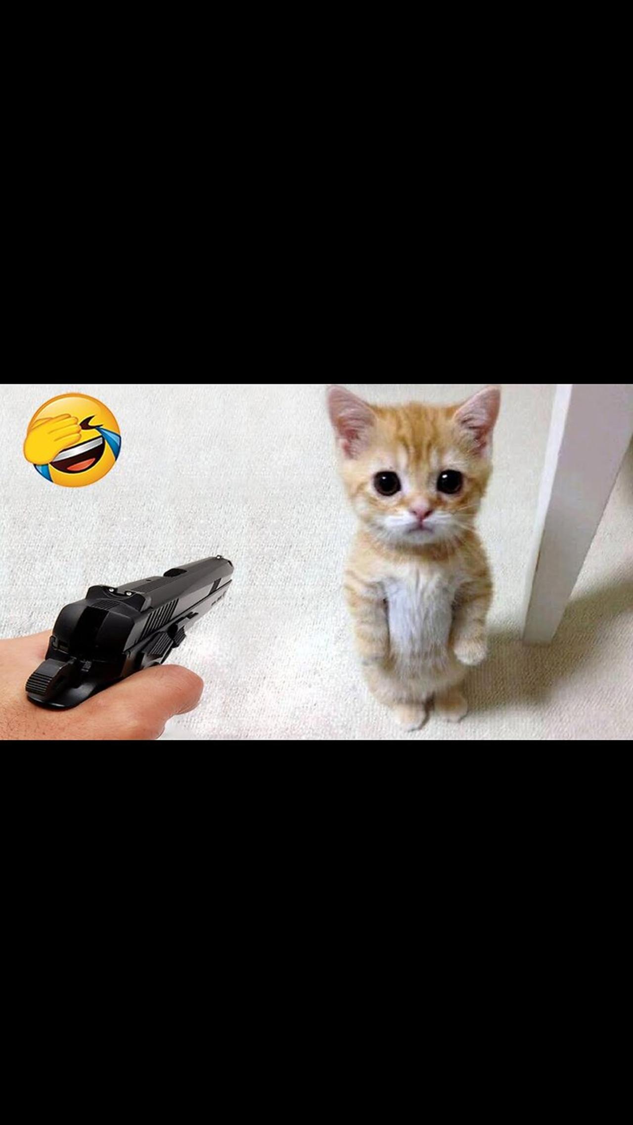 Cute 🥰 cat 🐈 funny
