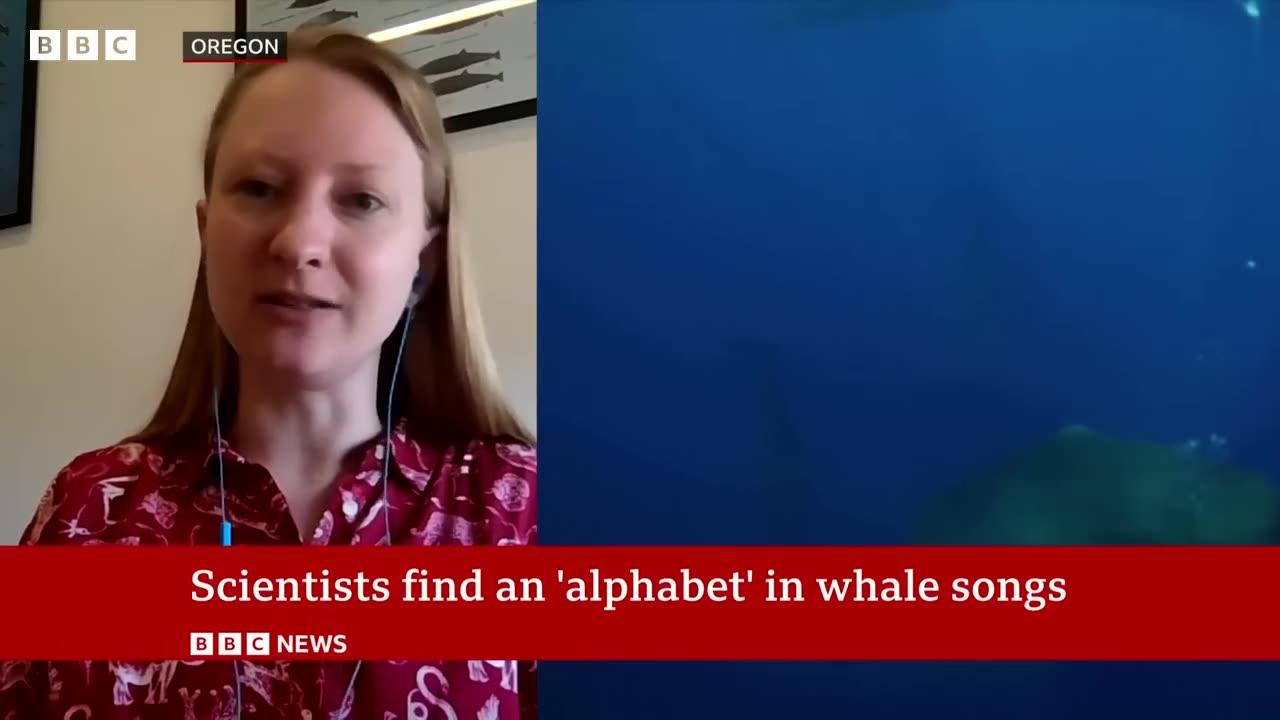 Sperm whales have their own alphabet_ scientists say _ BBC News
