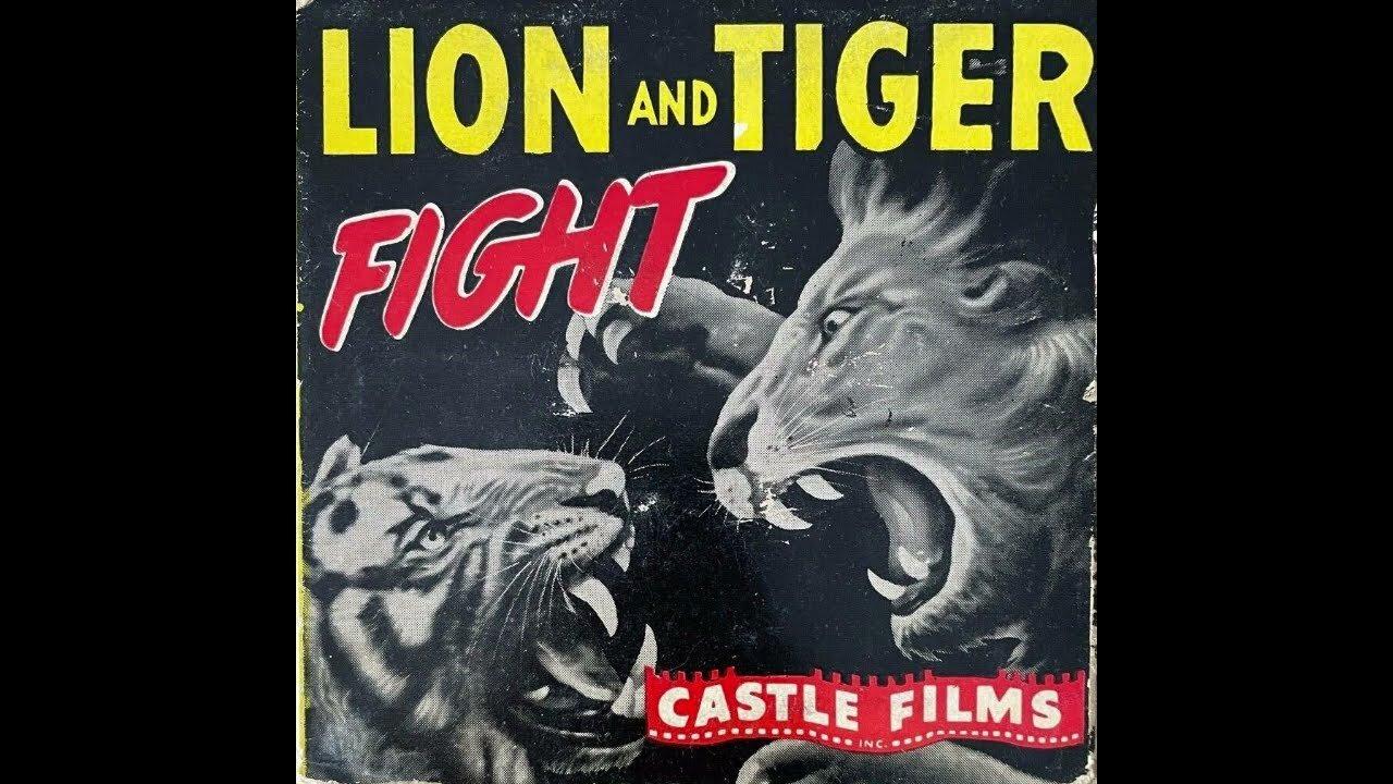 Asiatic Lion vs Bengal Tiger - fight to the death - Gir forest INDIA 1930s