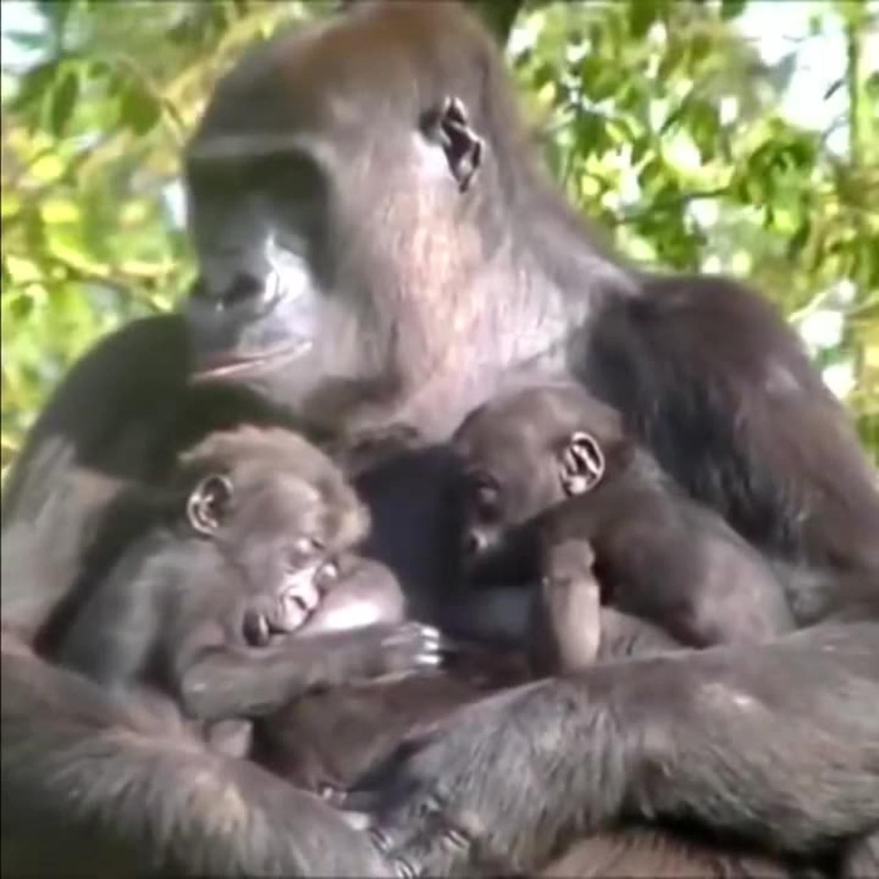 gorilla and its child