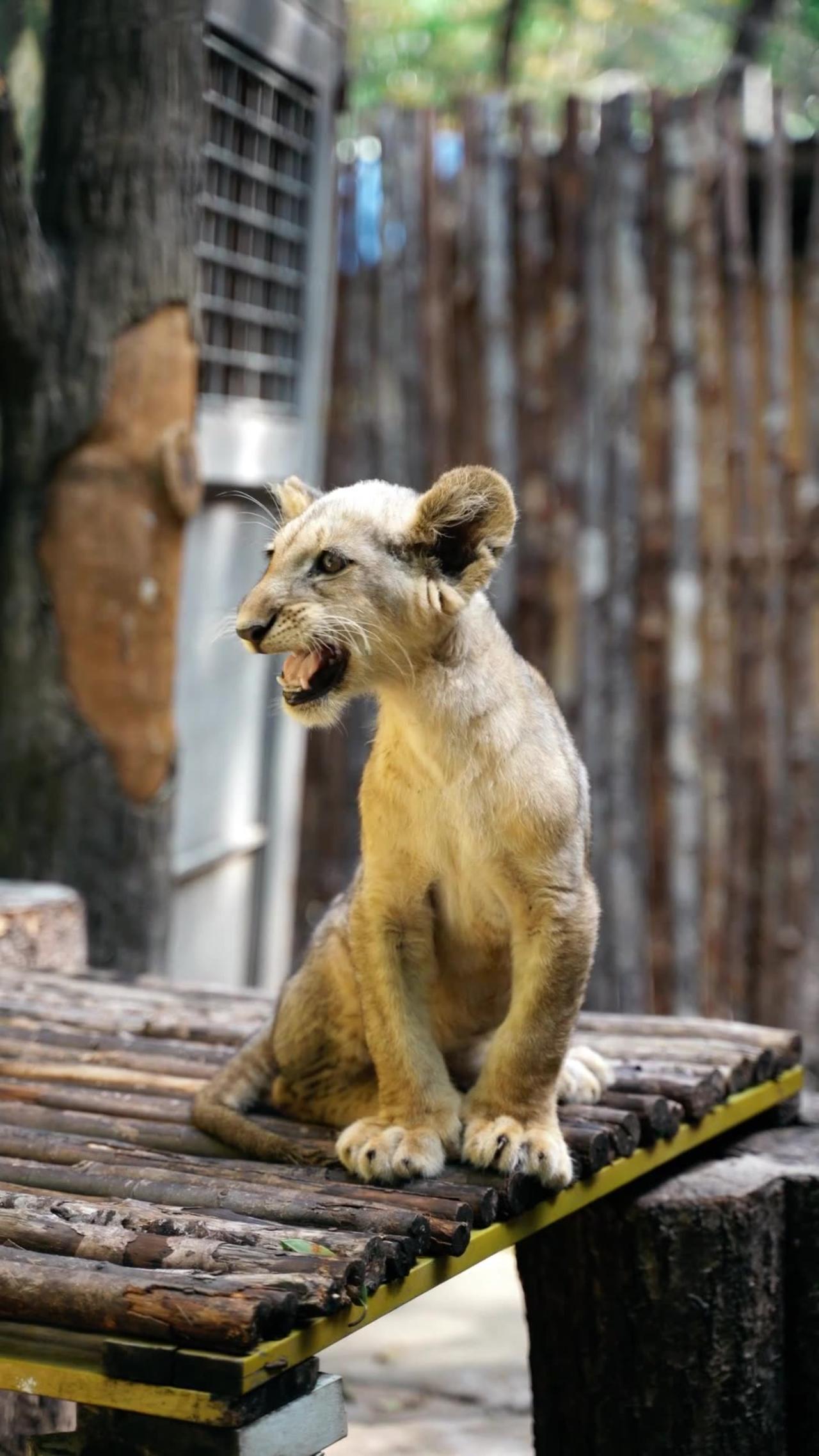 The Asiatic lion