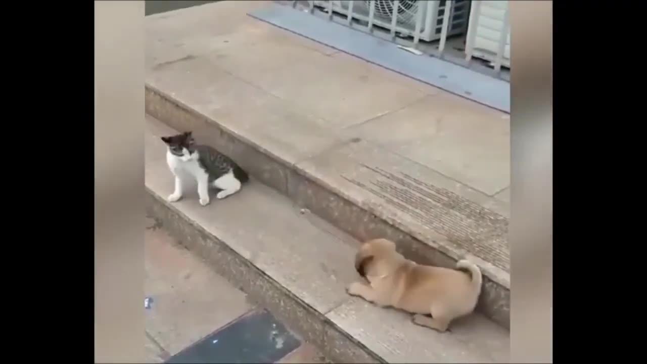 Dog Vs Cat Funny