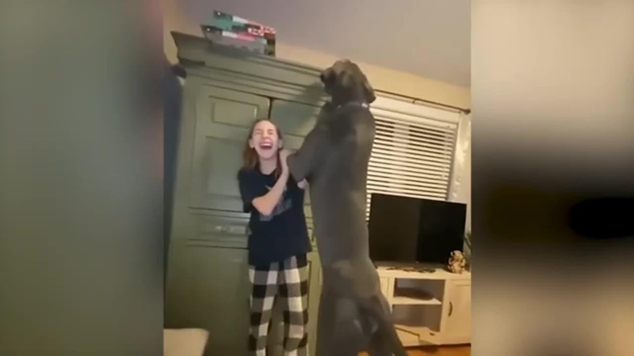 Funny Cats and Dogs 🐱🐶 | Funny Animal Videos | #3