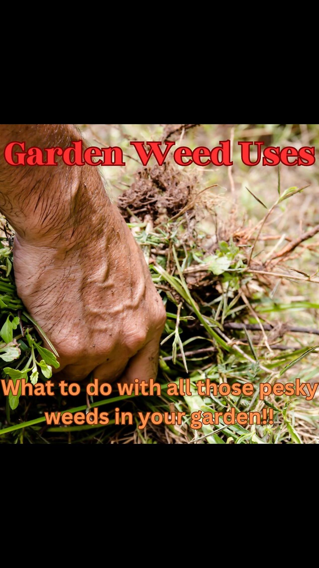 Garden weed uses