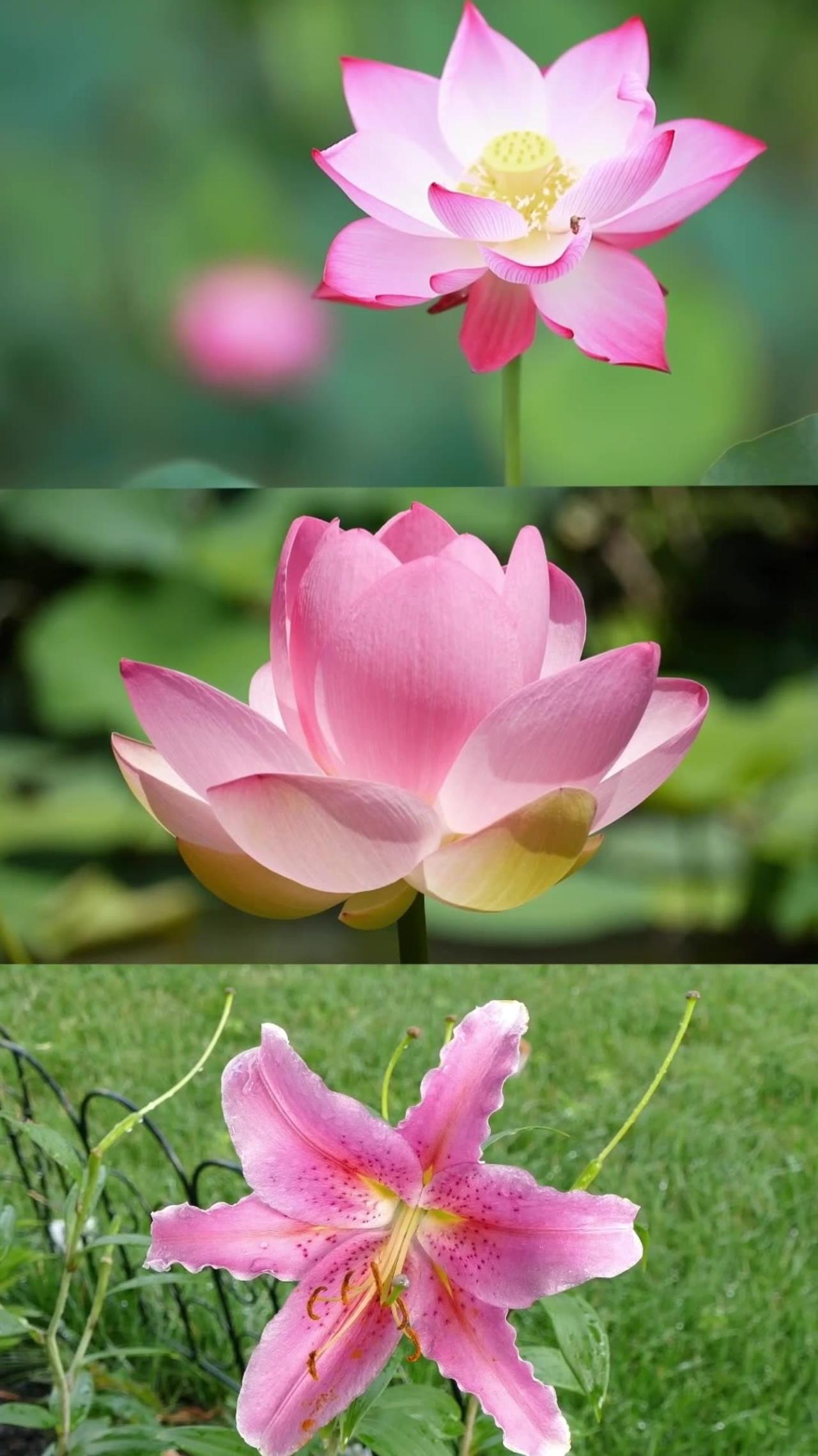 Who doesn’t love flowers 😊🌹🫶🏻 One News Page VIDEO