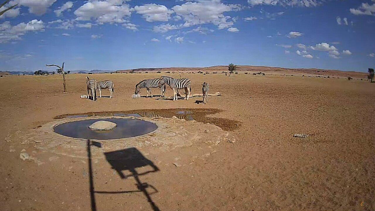 Namibia Desert Live