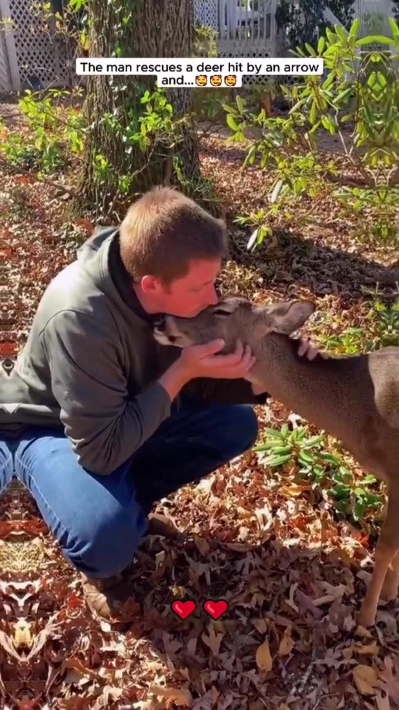 The man rescues a baby deer hit by an arrow