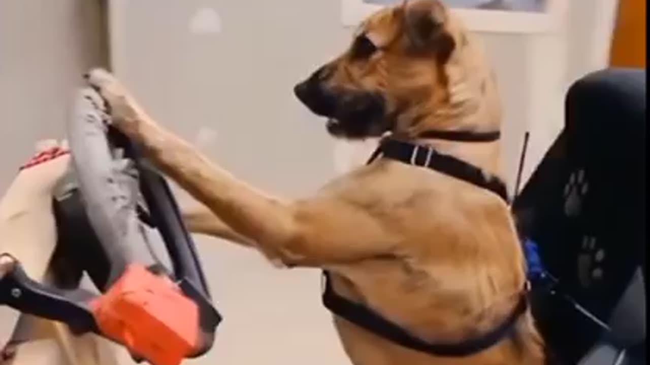 The country where Dog Can Drive Cars