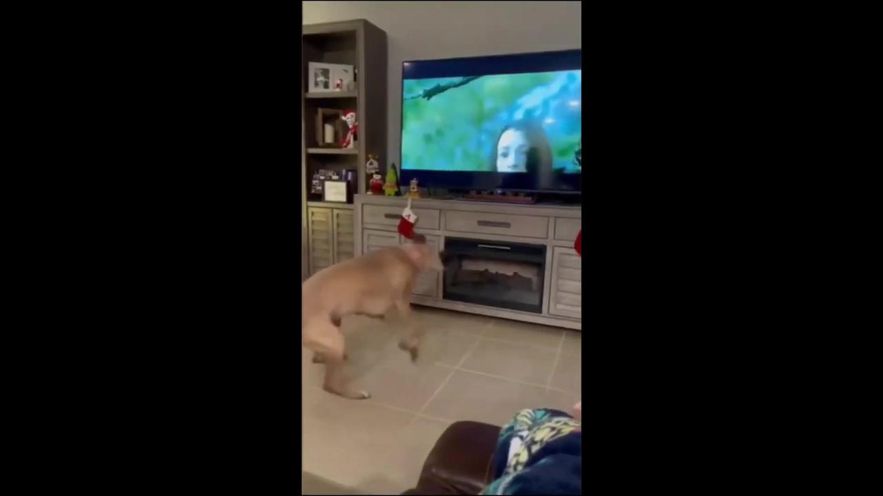 Funniest Animal Videos 🤣 - Best Cats😺 and Dogs🐶 Moments 2024
