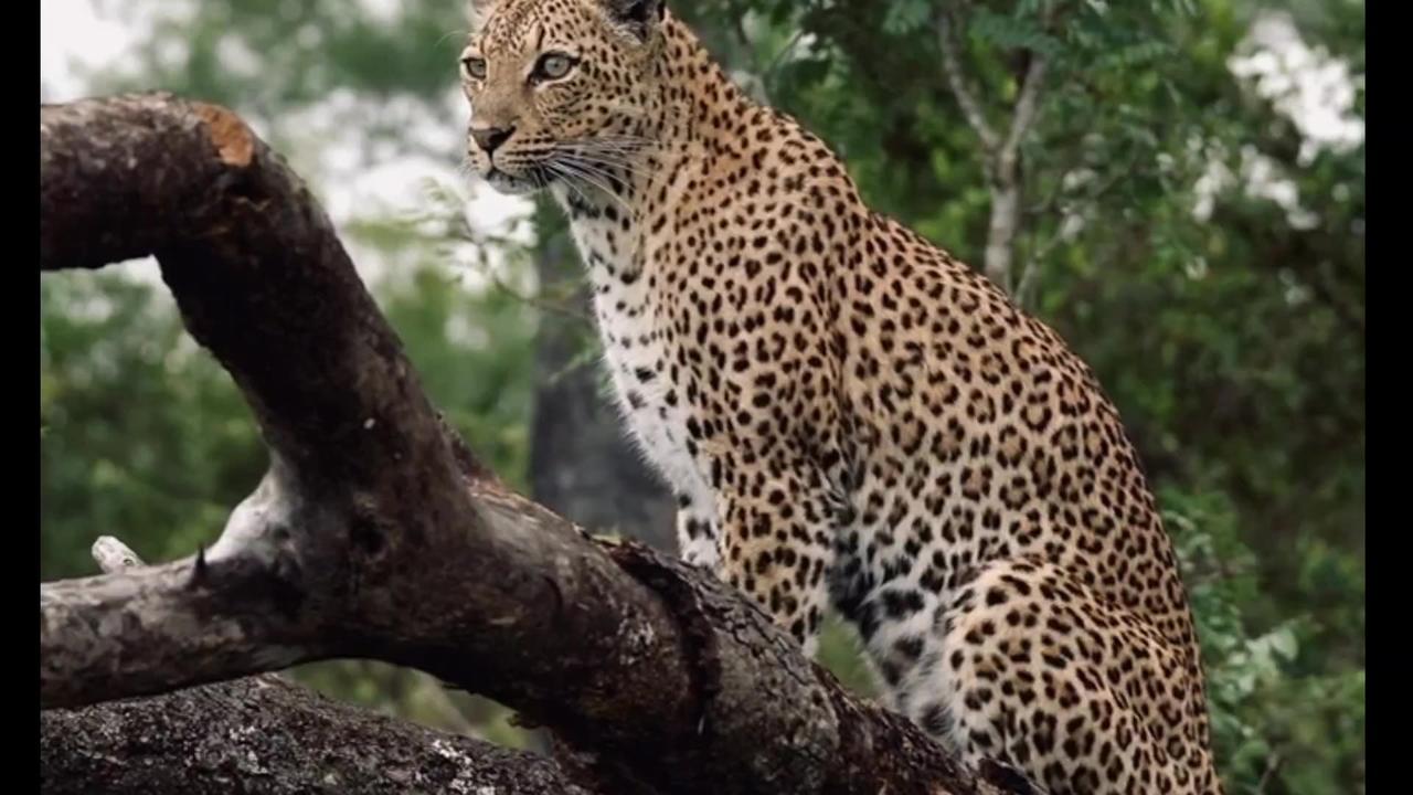 Rocky Ridge Female Leopard