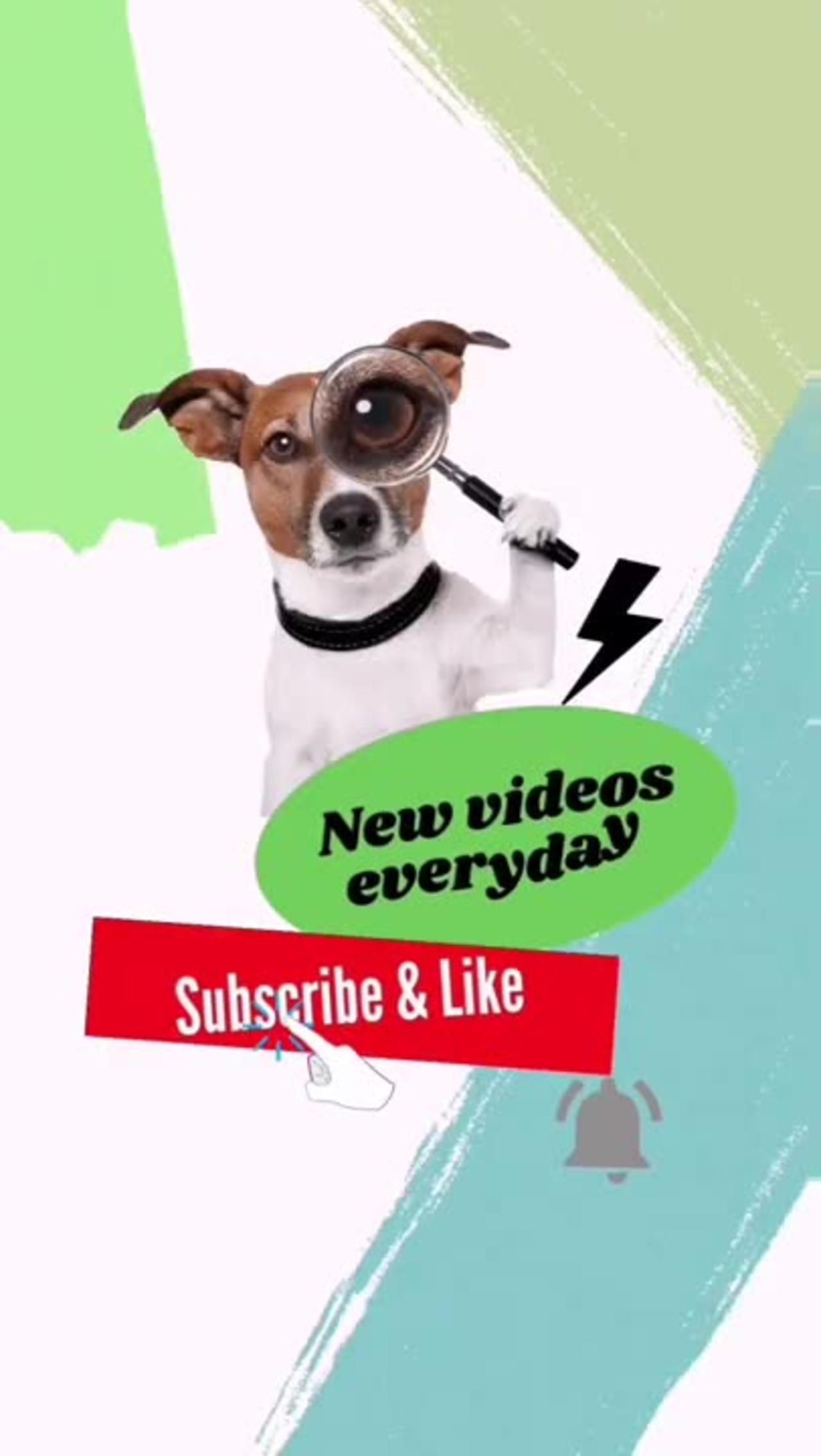Best Funny Cute dog Videos -Cute Dog Videos#shorts#dogshorts