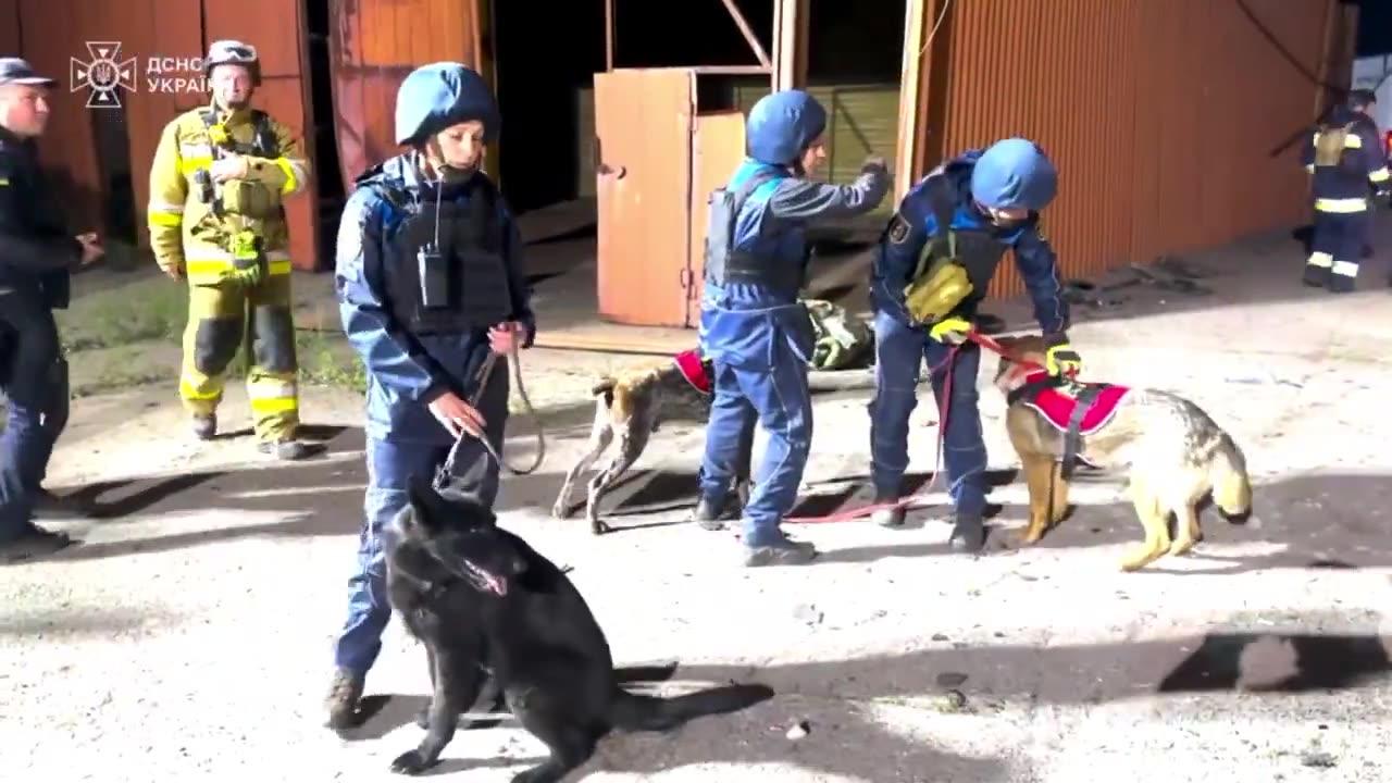 Four-legged helpers of emergency workers help search for people under the