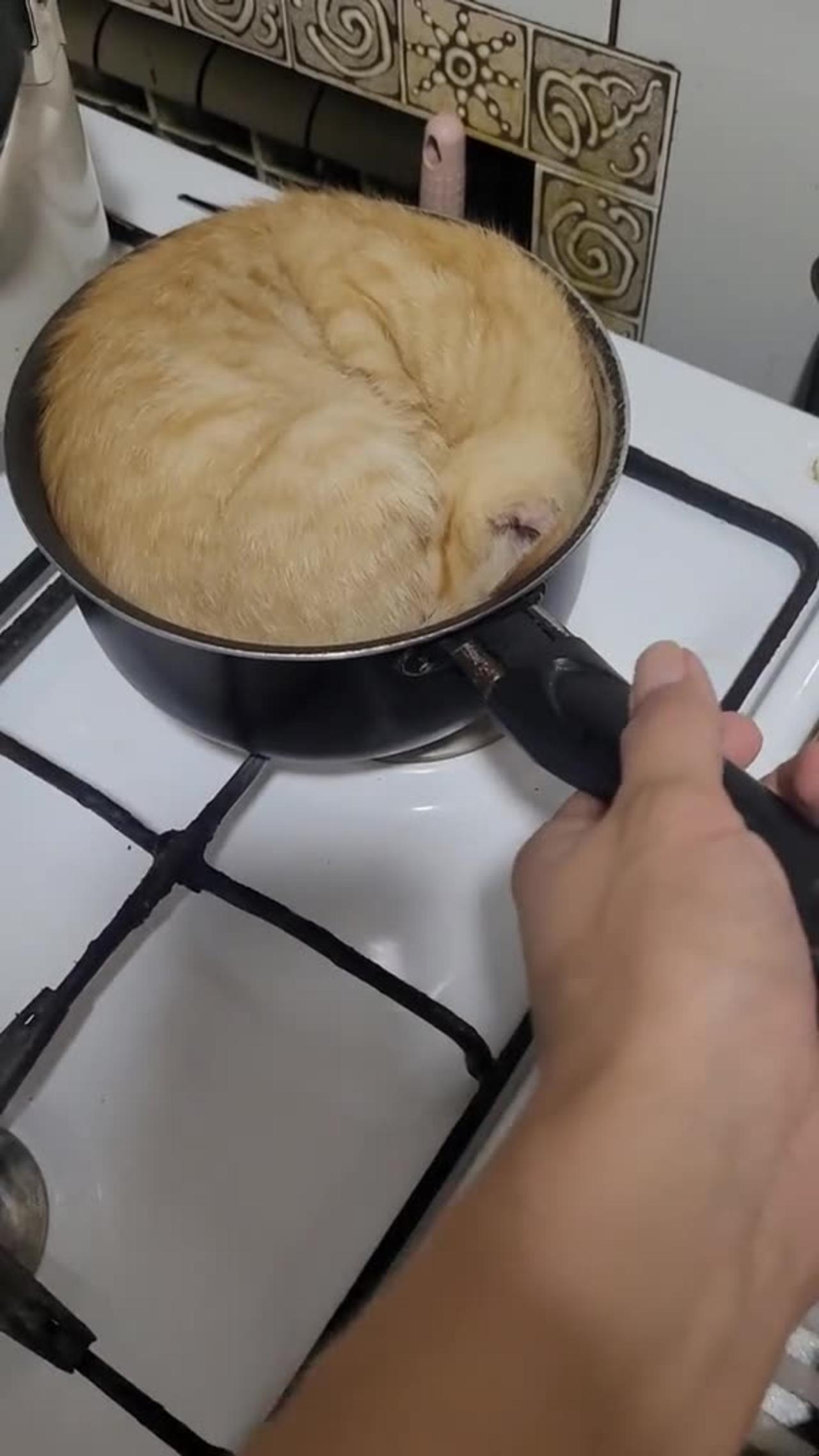 Cat Takes a Nap in Cookware