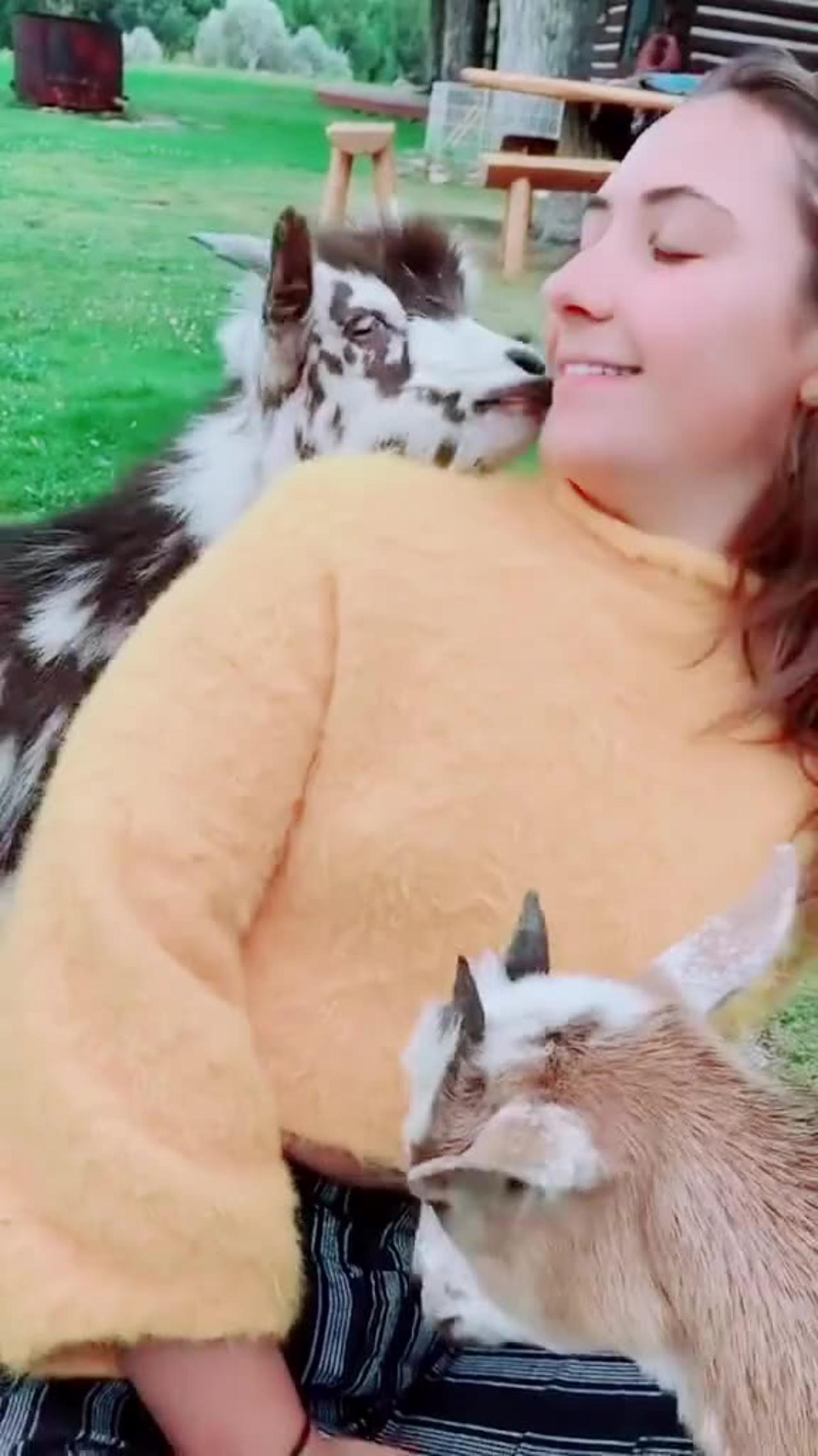 a goat talked with a girl