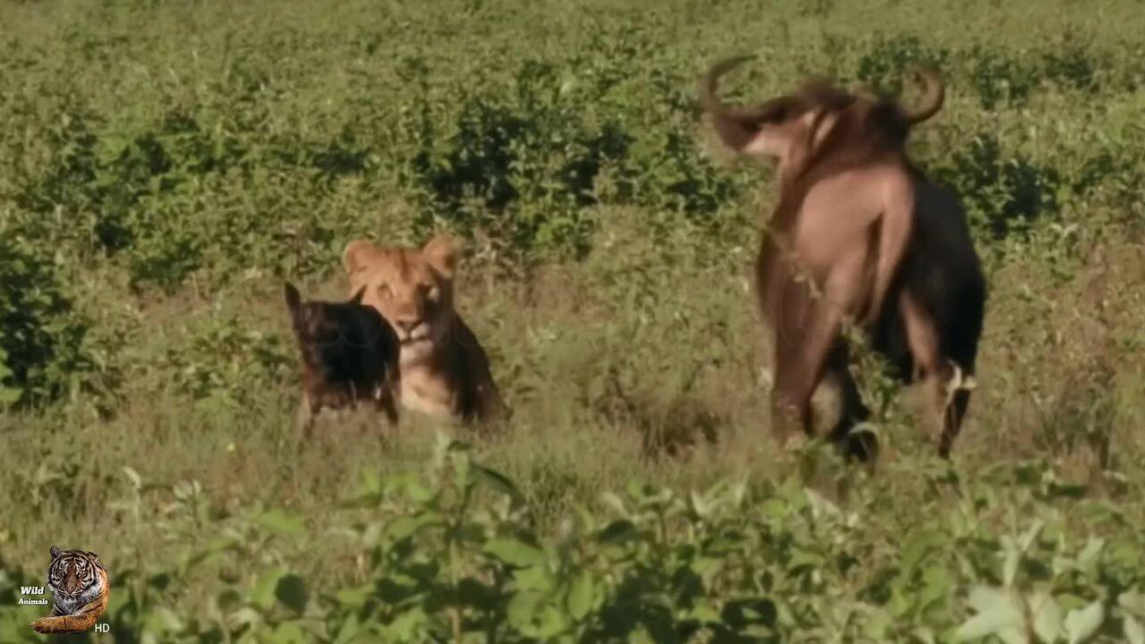 wildebeest Mother vs Lion 🦁