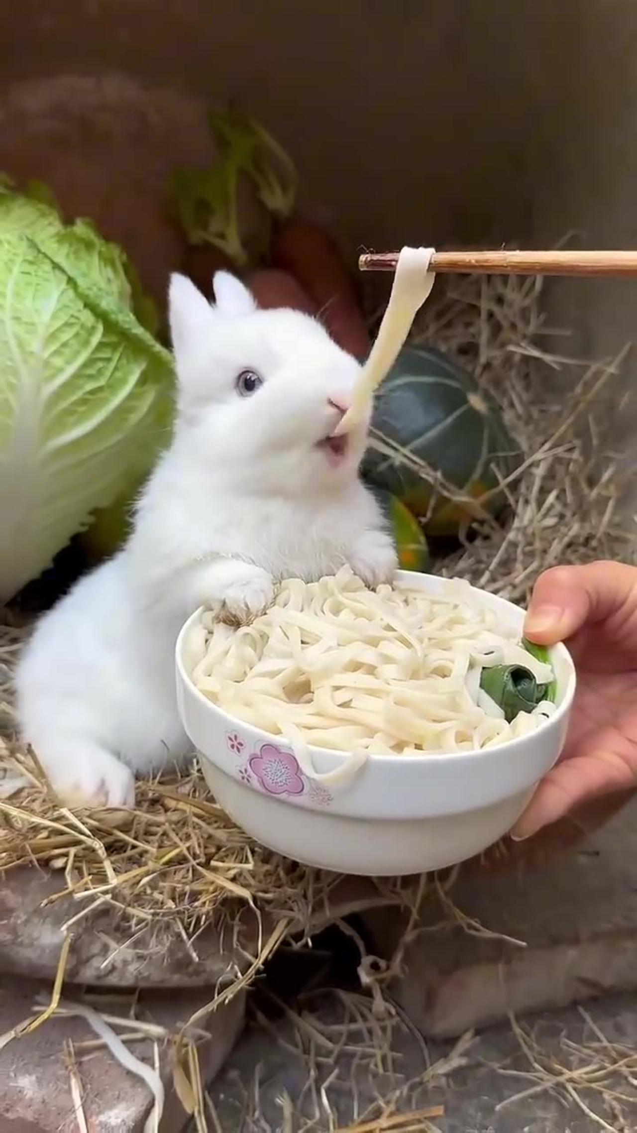 Little rabbit eat noodles🐇🐇