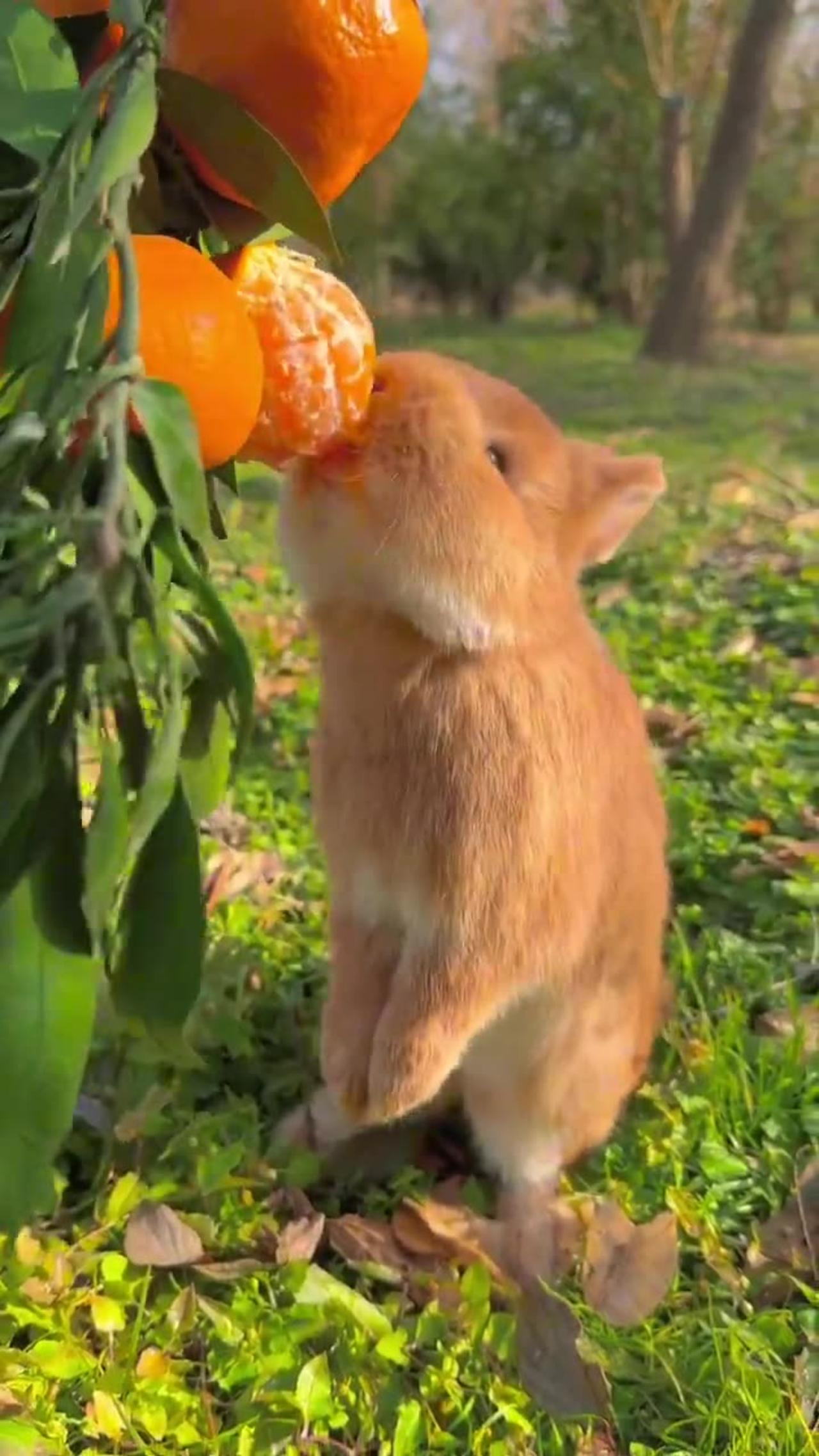Cute rabbit eat orange 🐇😻