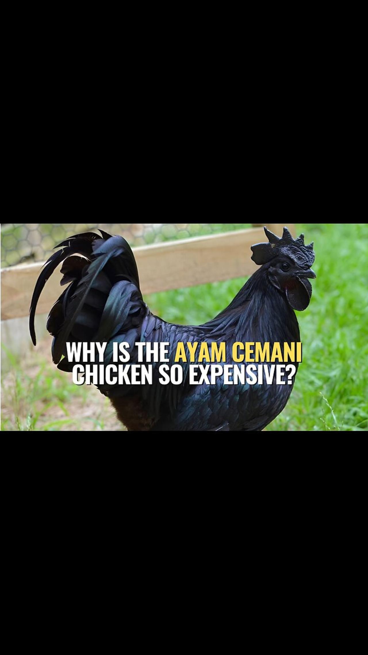 Why Is the Ayam Cemani Chicken So Expensive? One News Page VIDEO