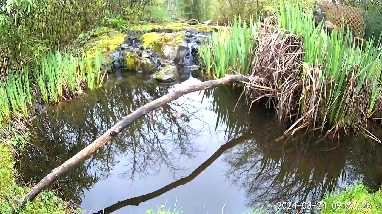 Live Pond Cam with Birdbath Stream & Waterfalls - PNW
