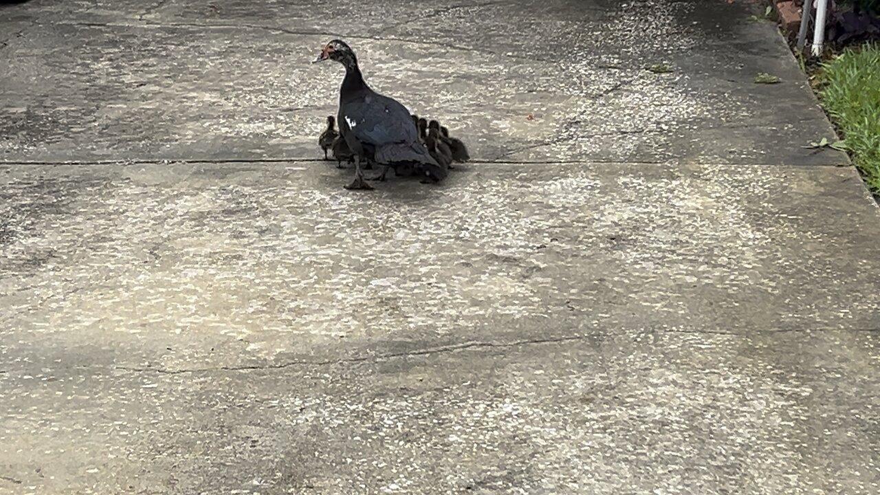 Muscovy duck family May 15 2024