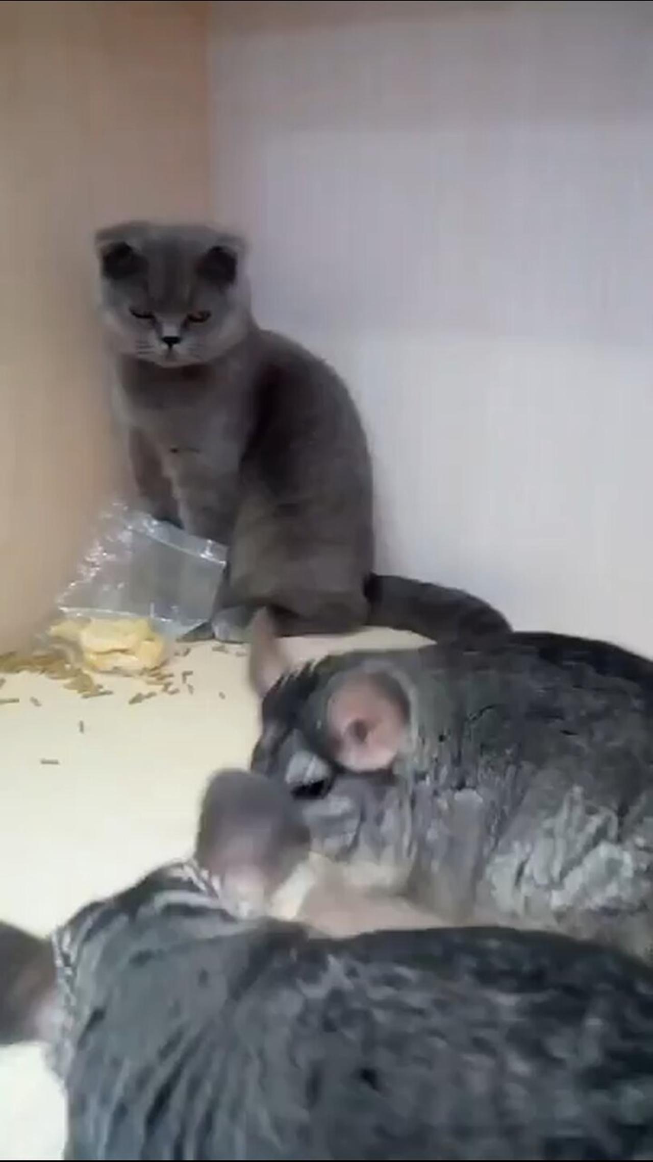 Cat fight with chincilla 😂😂