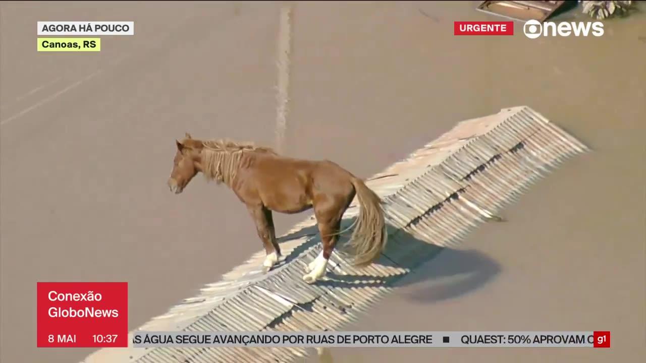 Unbelievable: Horse stuck on Rooftop🐴🏠😮👀