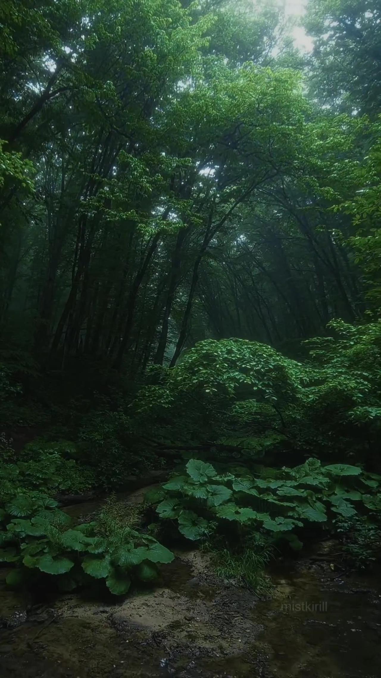 Discover the Hidden Treasures of Forests and Wildlife | Nature's Symphony